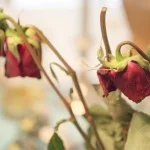 broken-hearted rose