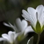 scarcity prayer