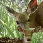doe-in-the-morning