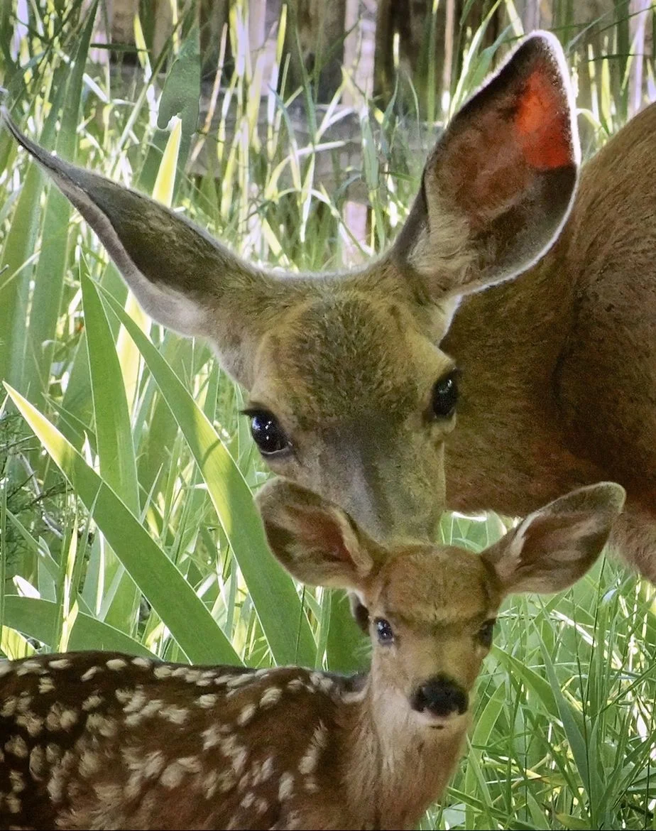 To Be Sung to the Tune “Doe of the Morning”