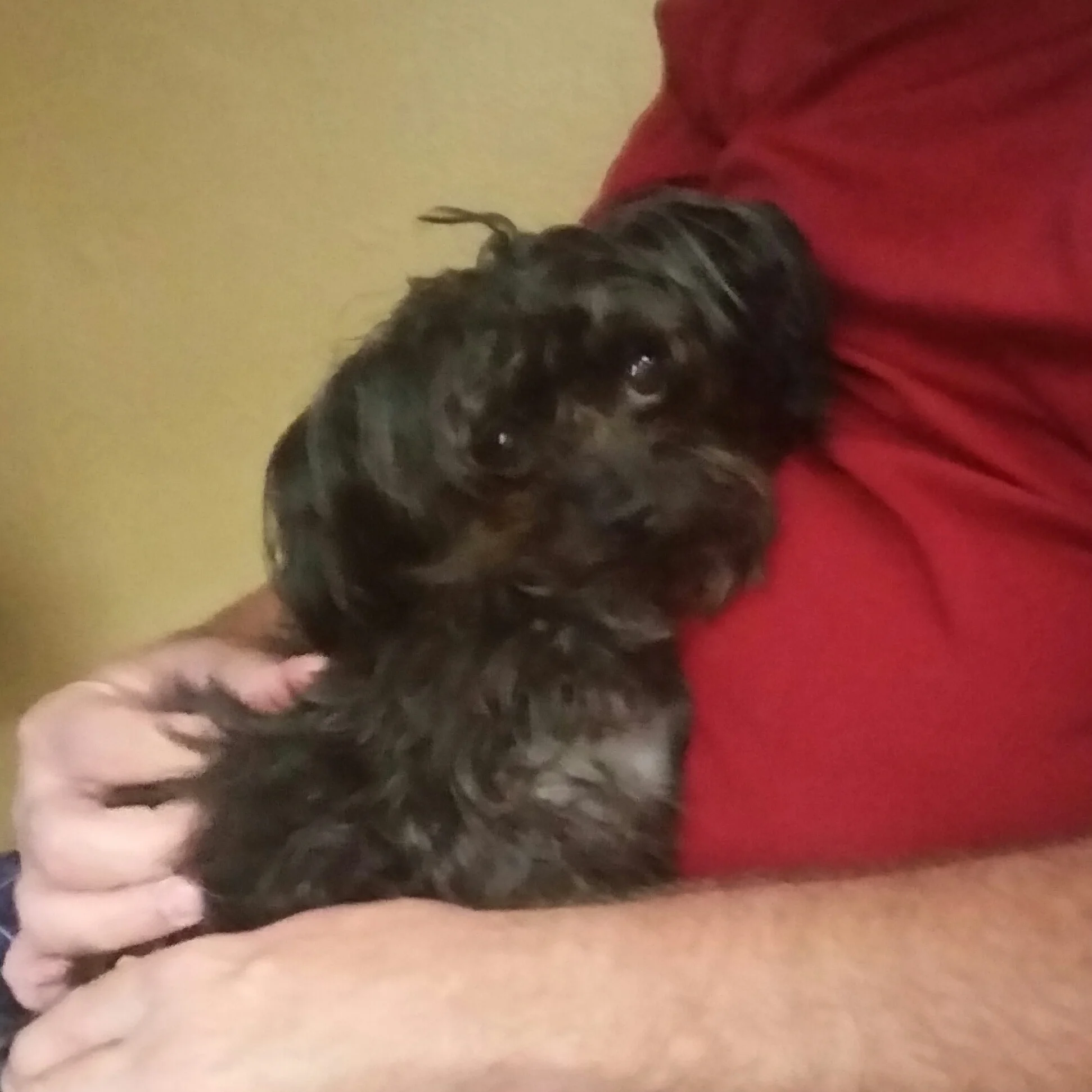Maybe Someday We Will Have a Real Dog