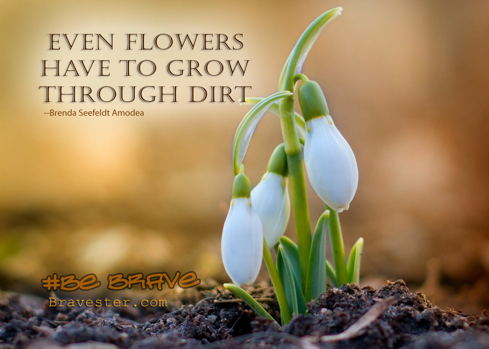 Even Flowers Have to Grow Through Dirt - Bravester