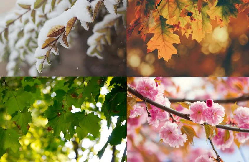 Friendship in All of the Beautiful Seasons