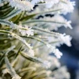 Pine tree covered with hoar-frost