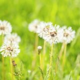 We Need the Weeds for Growth