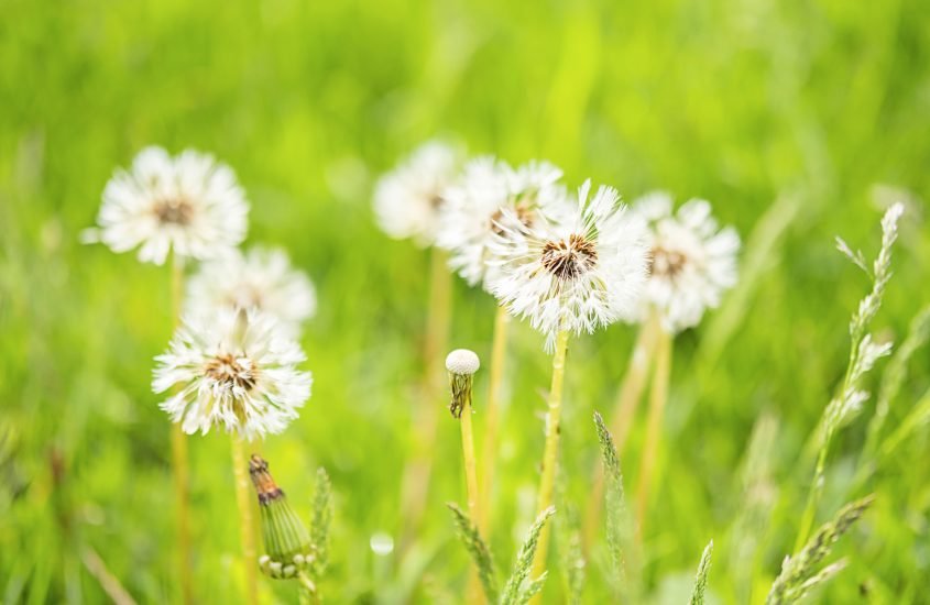We Need the Weeds for Growth